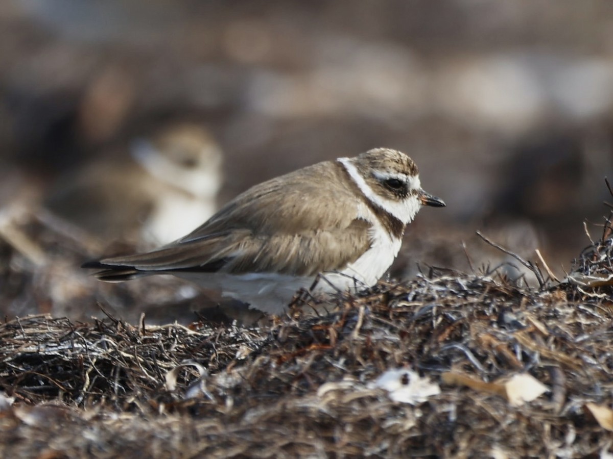 Semipalmated Plover - ML614987995