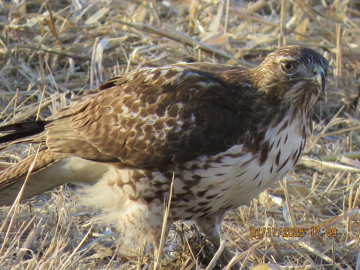 Red-tailed Hawk - ML614988005