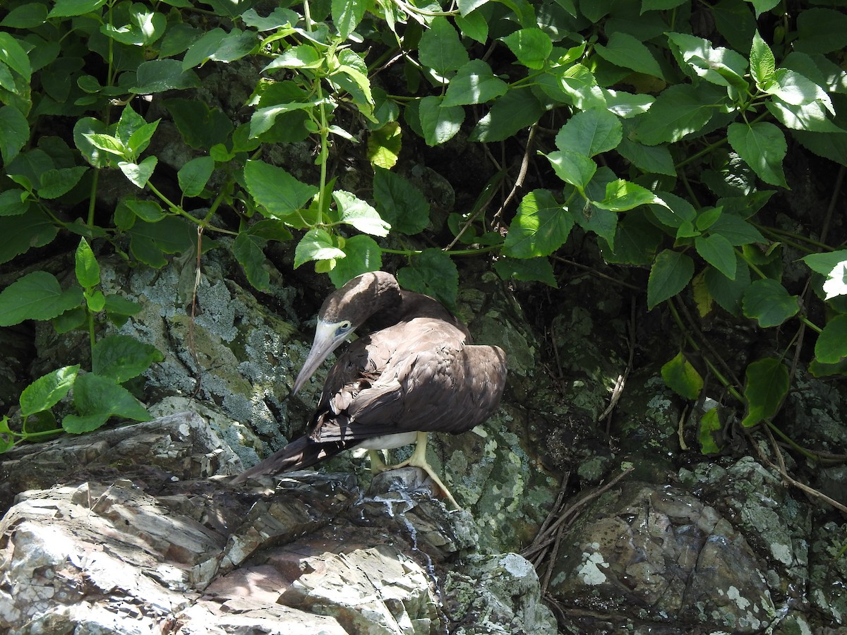 Brown Booby - ML614988008