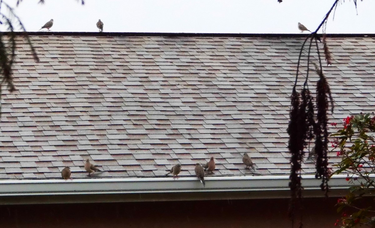 Great Backyard Bird Count Checklist 18 Feb 2024 2504 Sailors Way