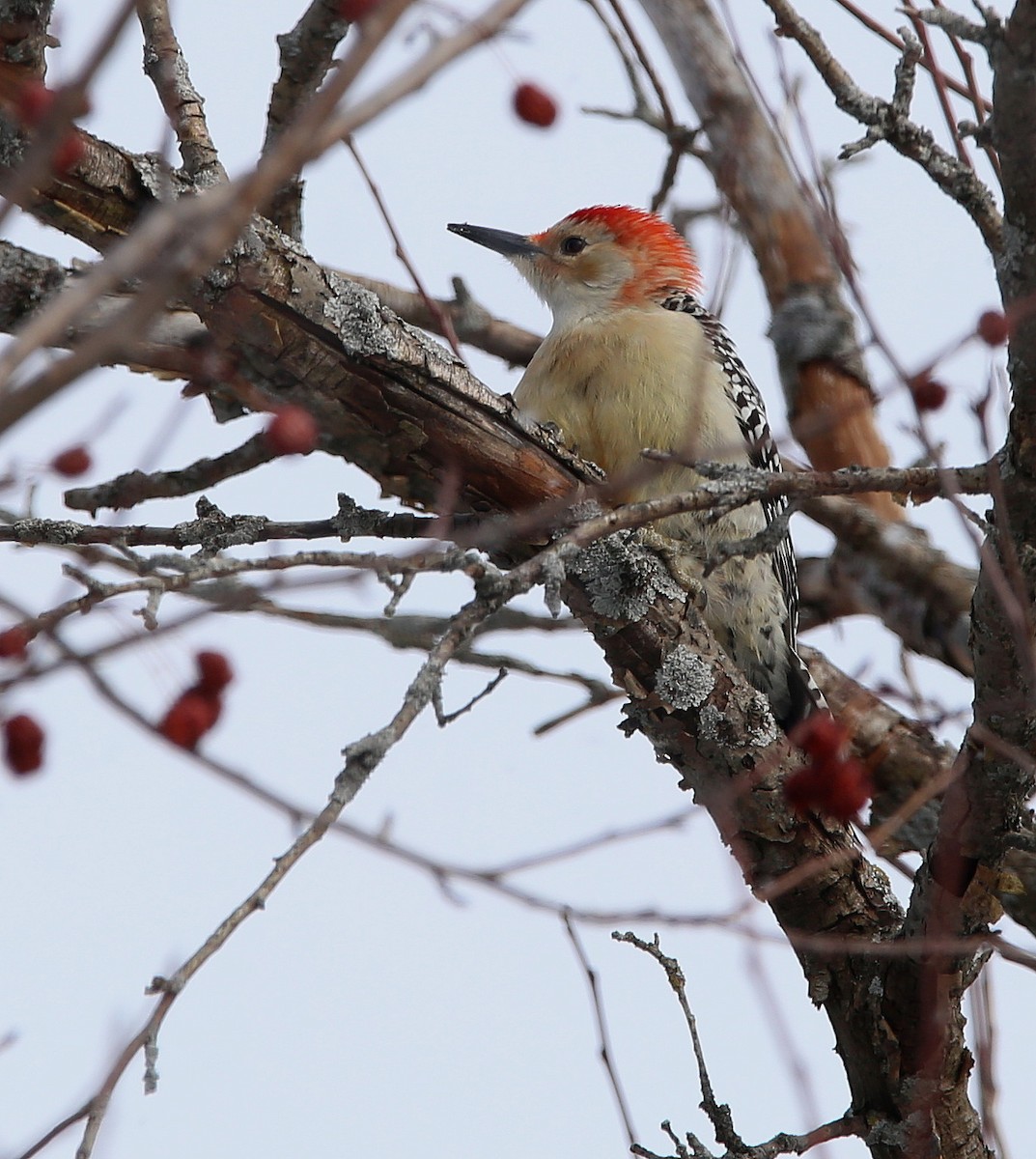 Great Backyard Bird Count Checklist 18 Feb 2024 Rang du bas de l