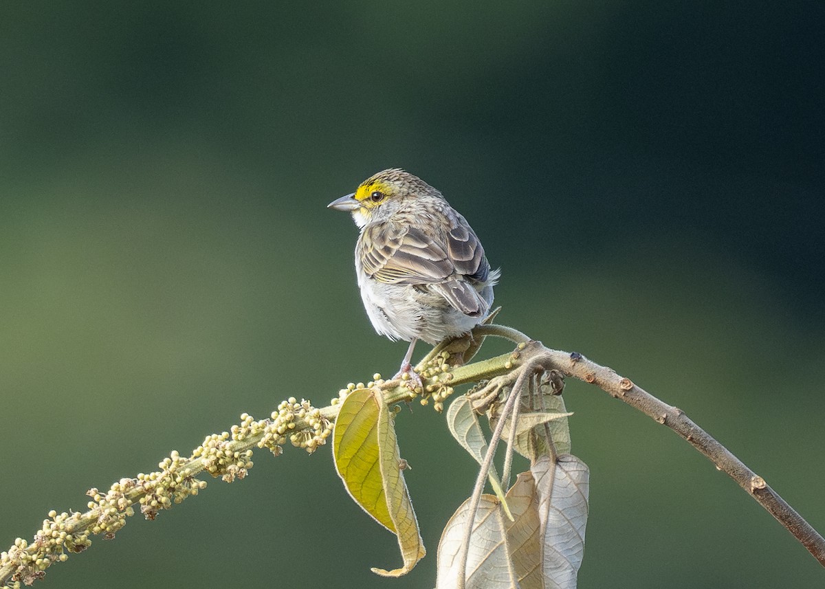 Yellow-browed Sparrow - Patrick Van Thull