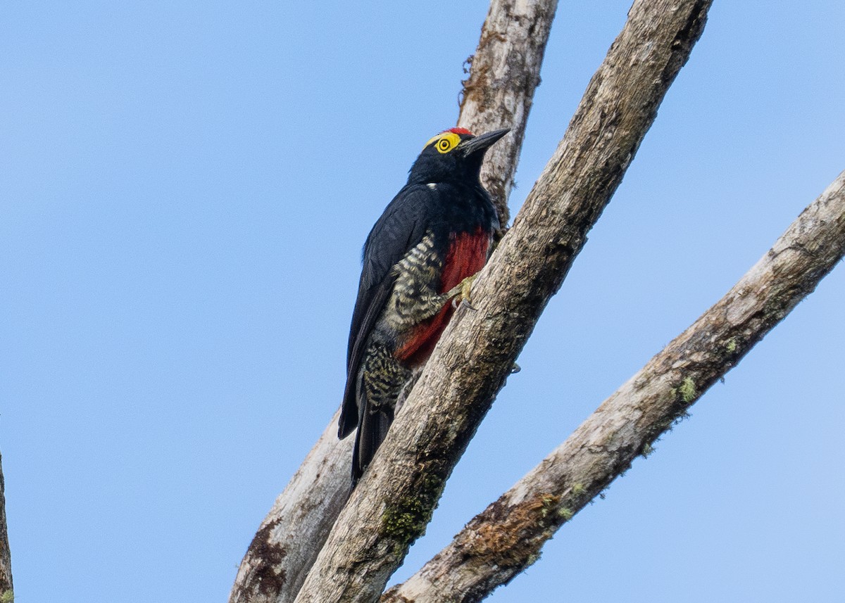 Yellow-tufted Woodpecker - ML614988333