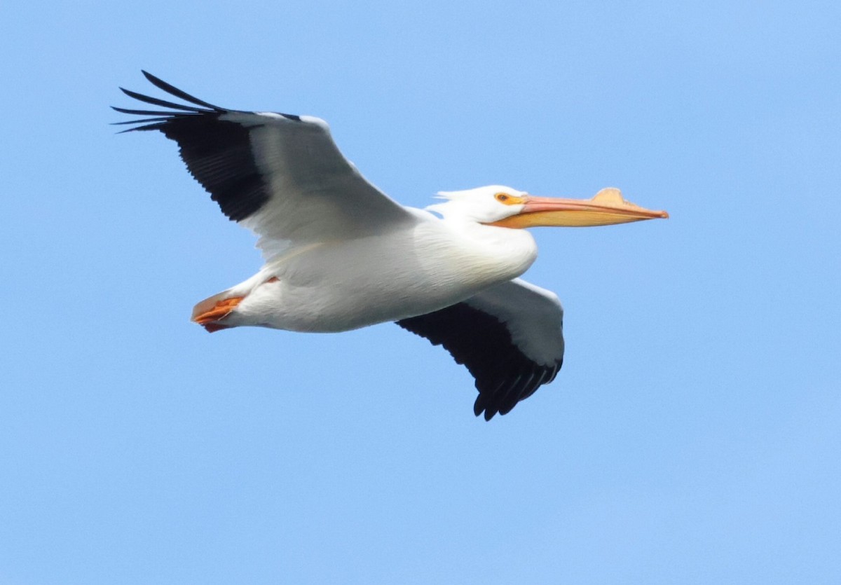 pelikán severoamerický - ML614988363