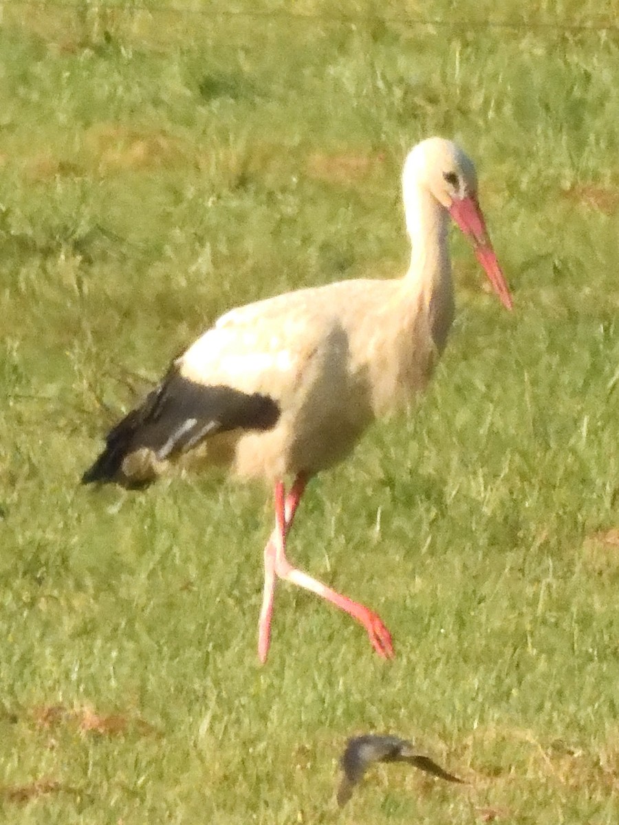 White Stork - ML614988424
