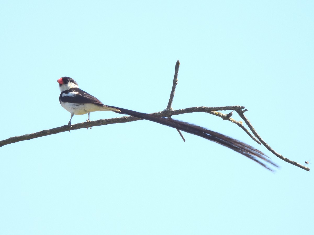 Pin-tailed Whydah - ML614988528