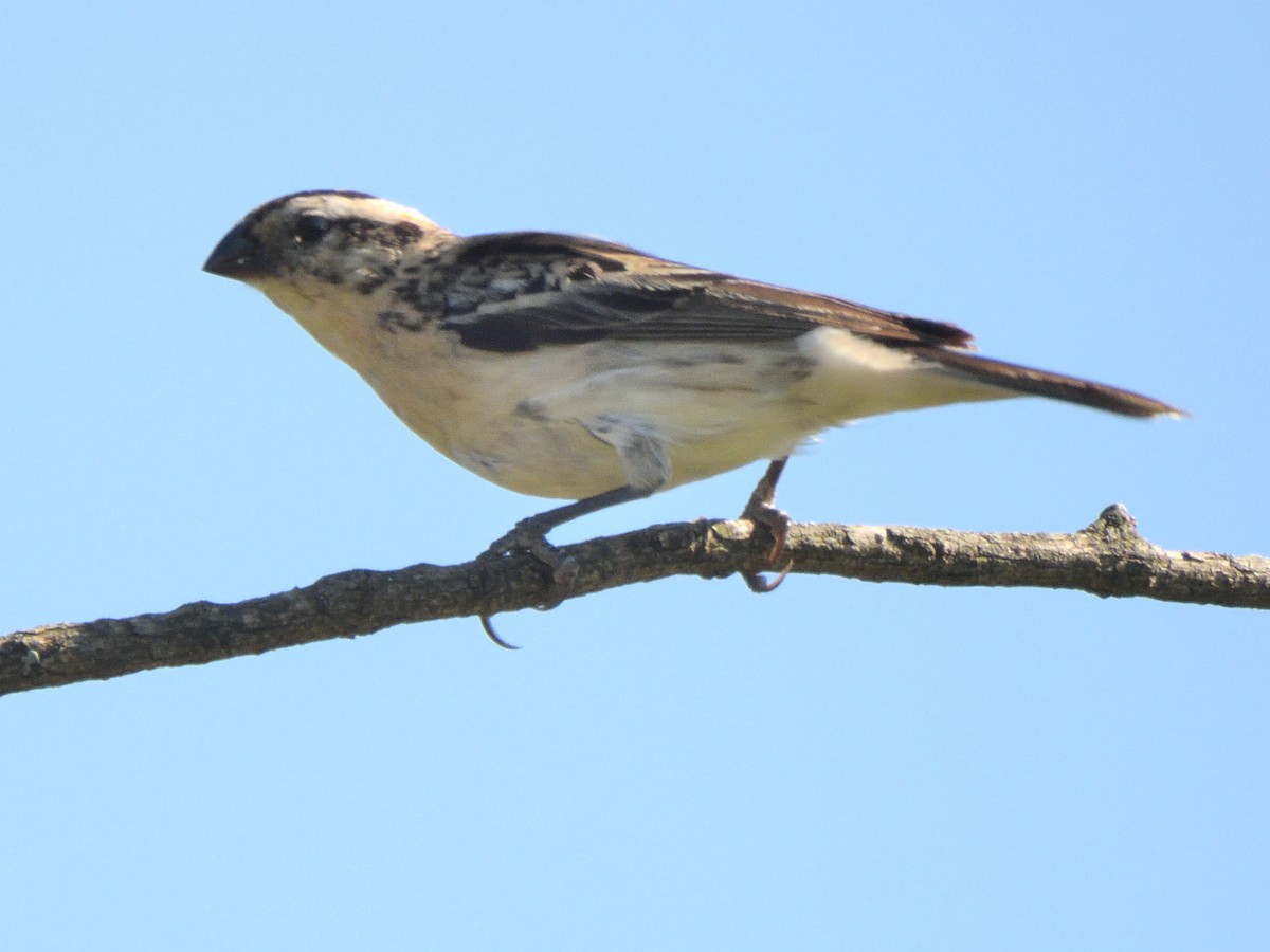 Pin-tailed Whydah - ML614988530