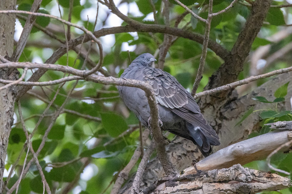 Spot-winged Pigeon (albipennis) - ML614988611