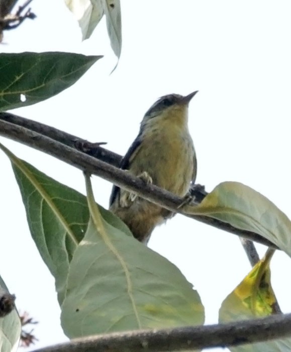 Double-banded Graytail - ML614988618