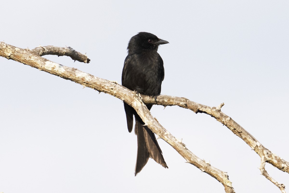 Fork-tailed Drongo - ML614988685