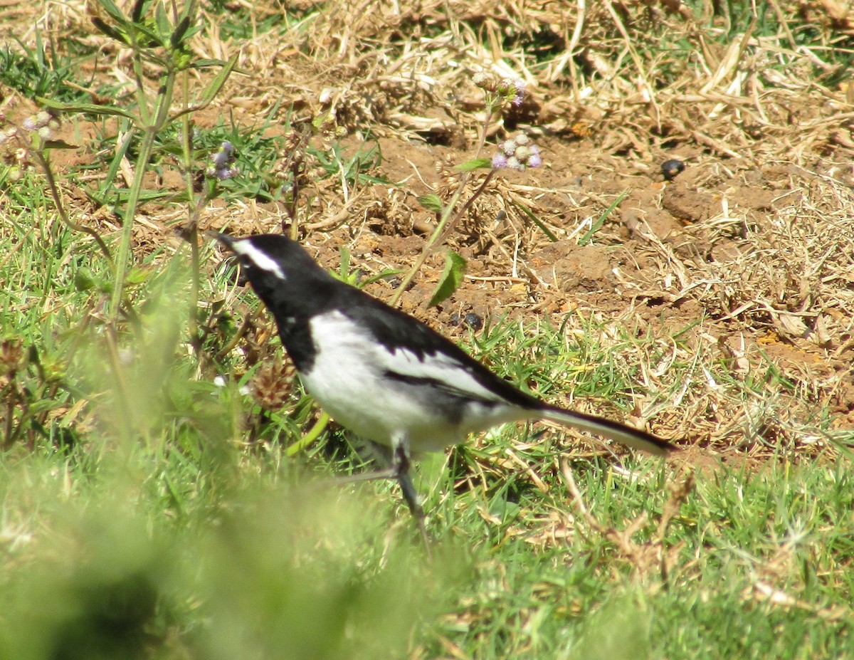White-browed Wagtail - ML614988756