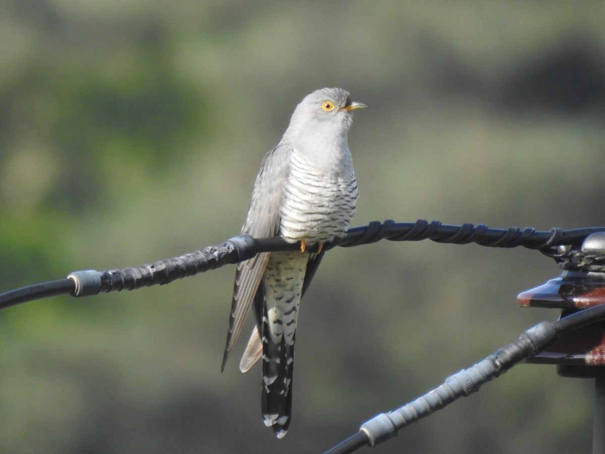 Common Cuckoo - ML614988818
