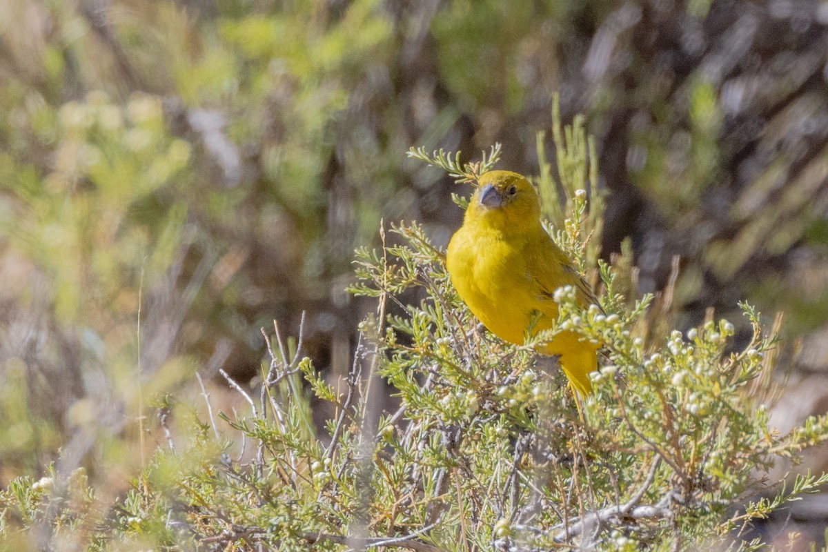 Puna Yellow-Finch - ML614988865