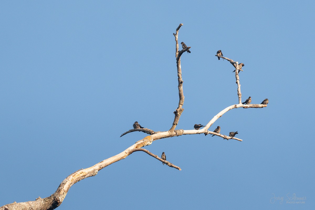 White-thighed Swallow - ML614988874