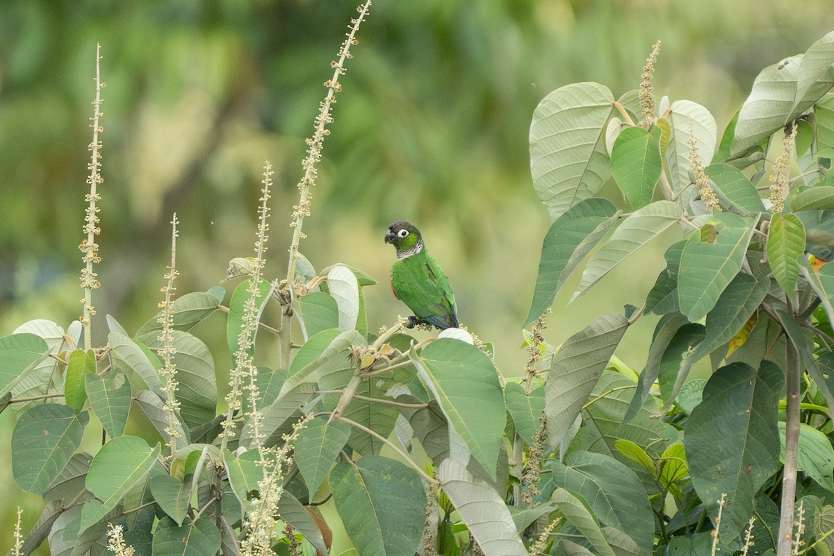 Maroon-tailed Parakeet - ML614988879