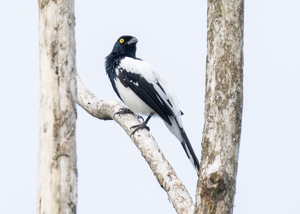 Magpie Tanager - ML614988886