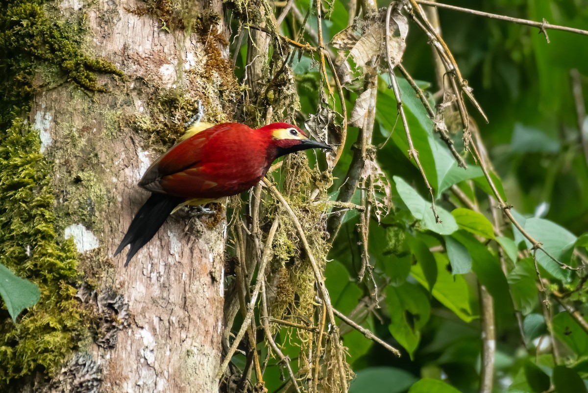 Crimson-mantled Woodpecker (Crimson-mantled) - ML614988928