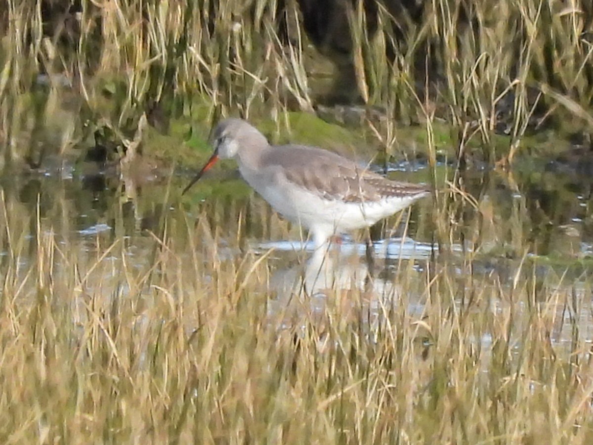 Spotted Redshank - ML614988952