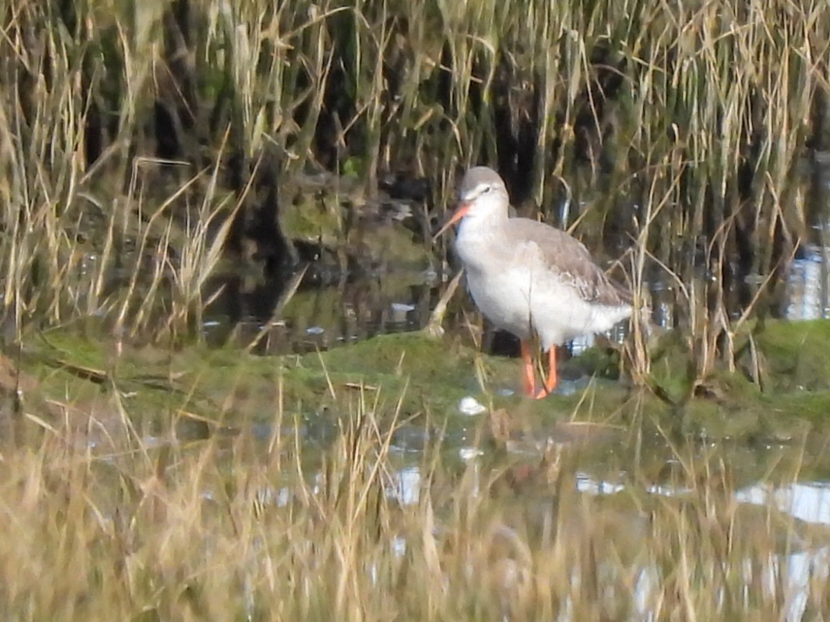 Spotted Redshank - ML614988953