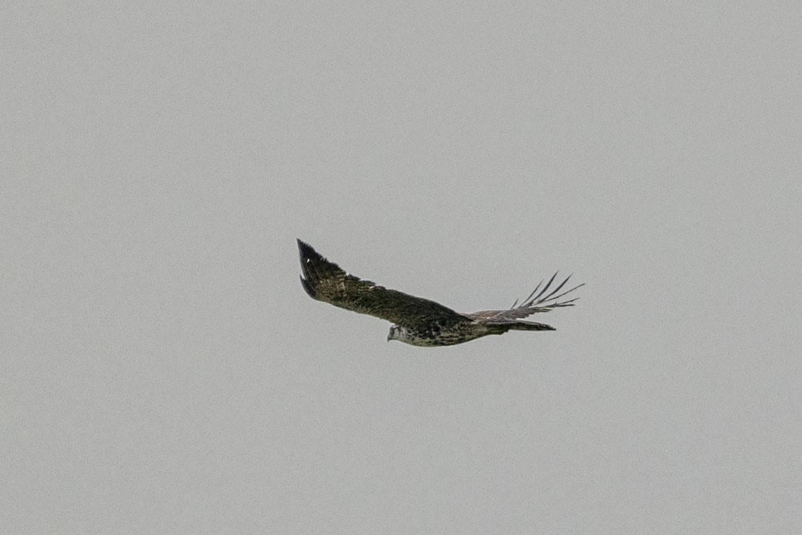 Ayres's Hawk-Eagle - Dinesh Kumar