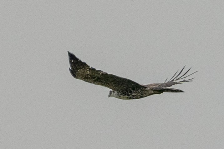 Ayres's Hawk-Eagle - ML614988995