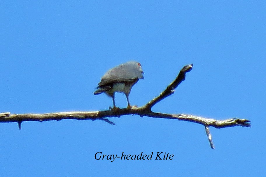 Gray-headed Kite - Merrill Lester