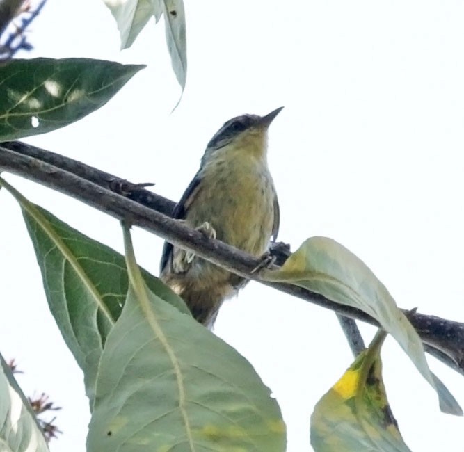 Double-banded Graytail - ML614989033