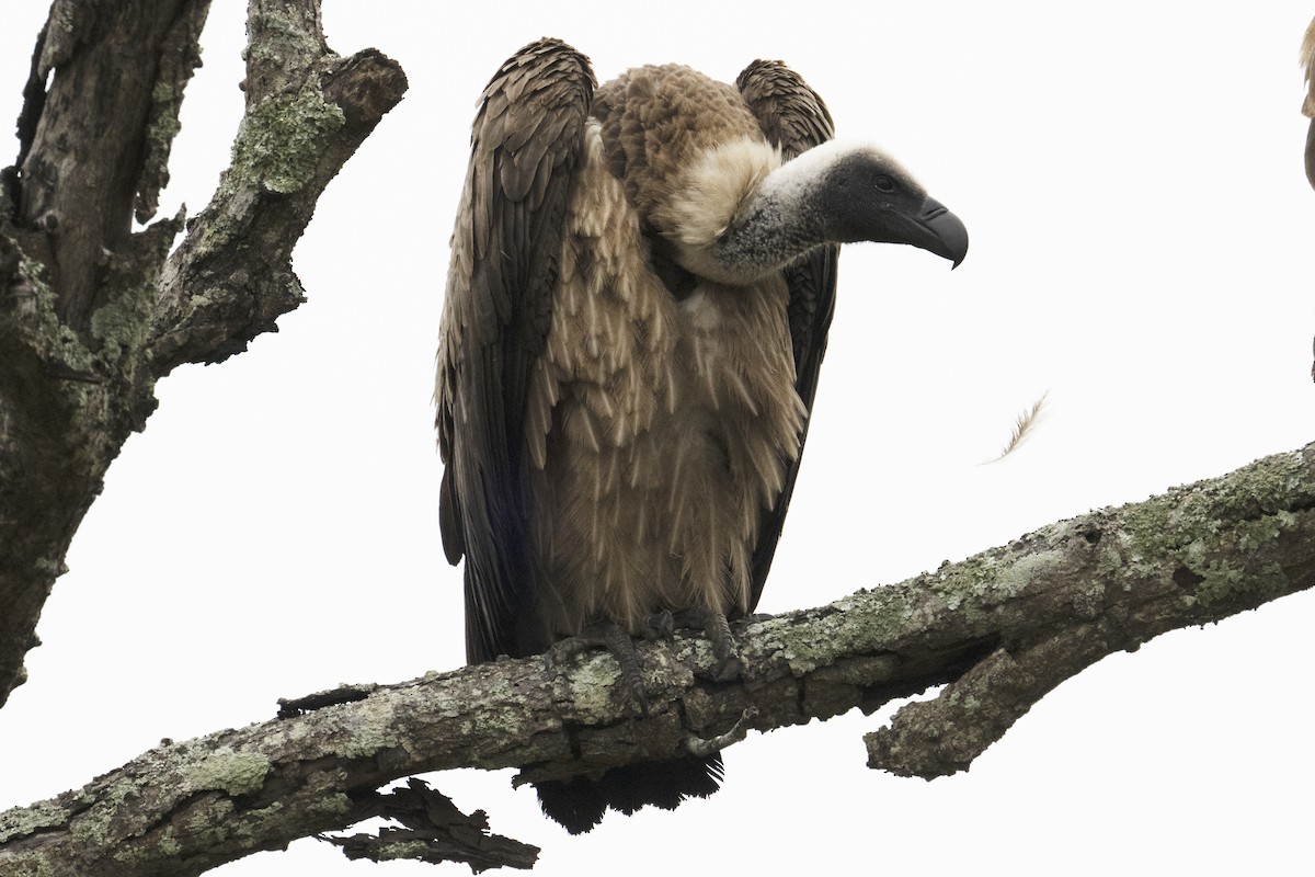 White-backed Vulture - ML614989090