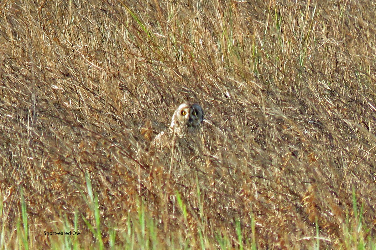 Short-eared Owl - Merrill Lester