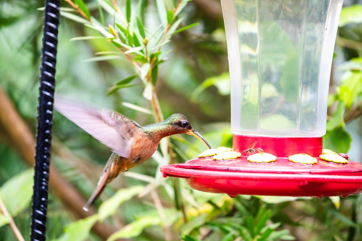 Краснохвостый колибри-отшельник - ML614989124