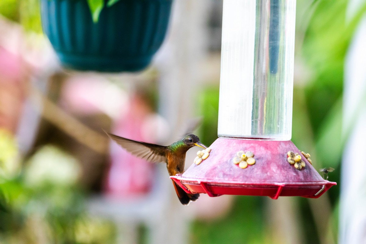 Краснохвостый колибри-отшельник - ML614989125
