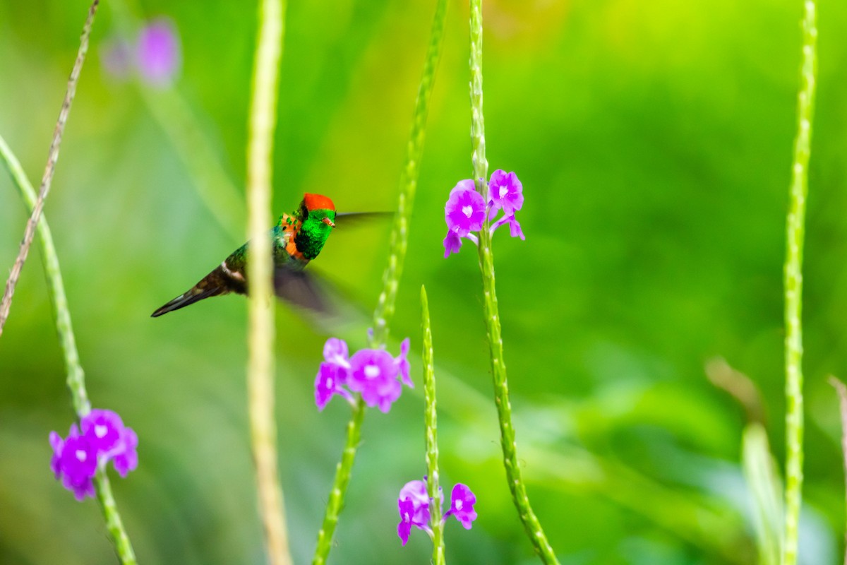 Tufted Coquette - Melissa McMasters