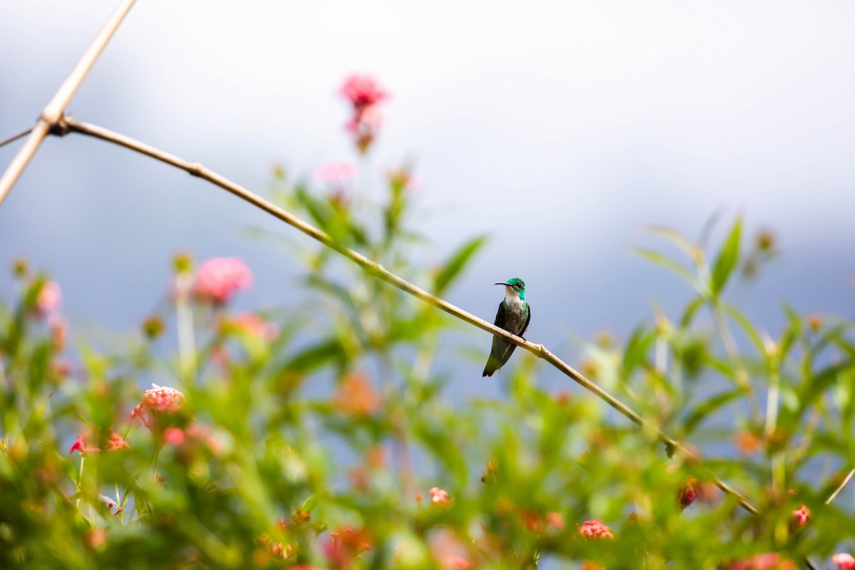 kolibřík běloprsý - ML614989172