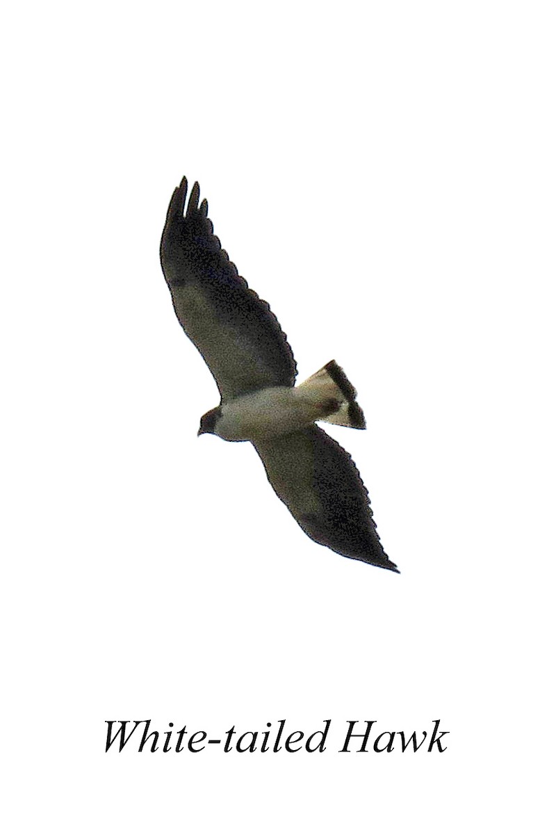 White-tailed Hawk - Merrill Lester