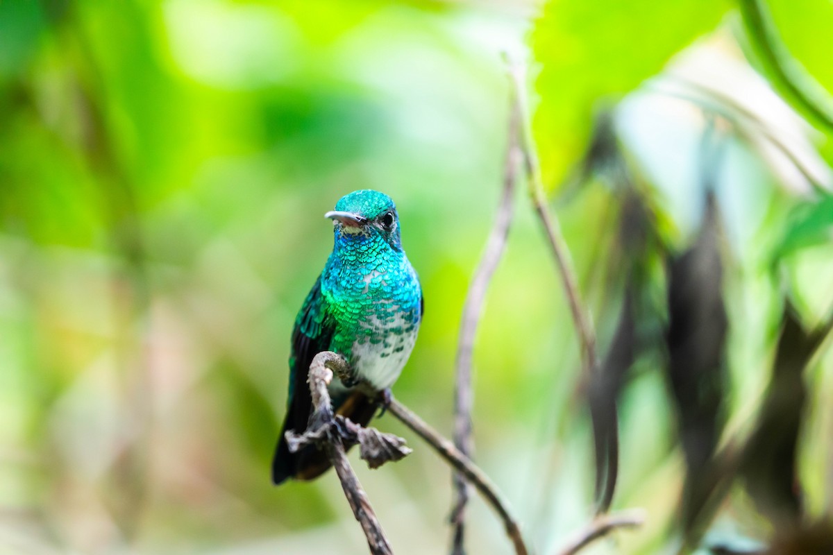 Blue-chinned Sapphire - Melissa McMasters