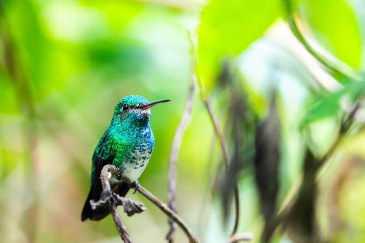 Blue-chinned Sapphire - Melissa McMasters