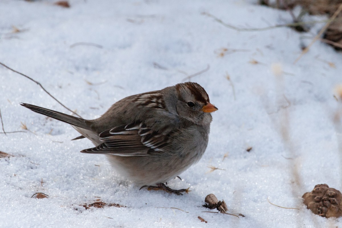 White-crowned Sparrow (Gambel's) - ML614989229