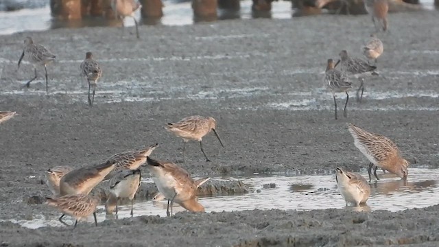 Asian Dowitcher - ML614989283