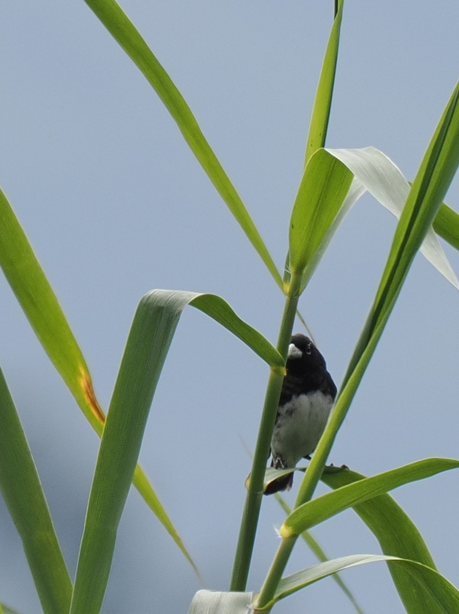 Black-and-white Seedeater - ML614989336