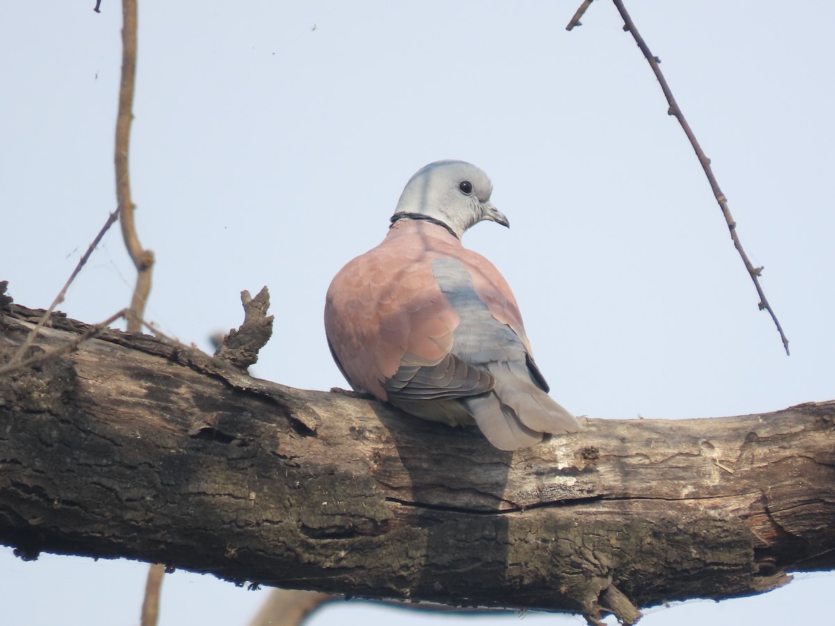 Red Collared-Dove - ML614989403