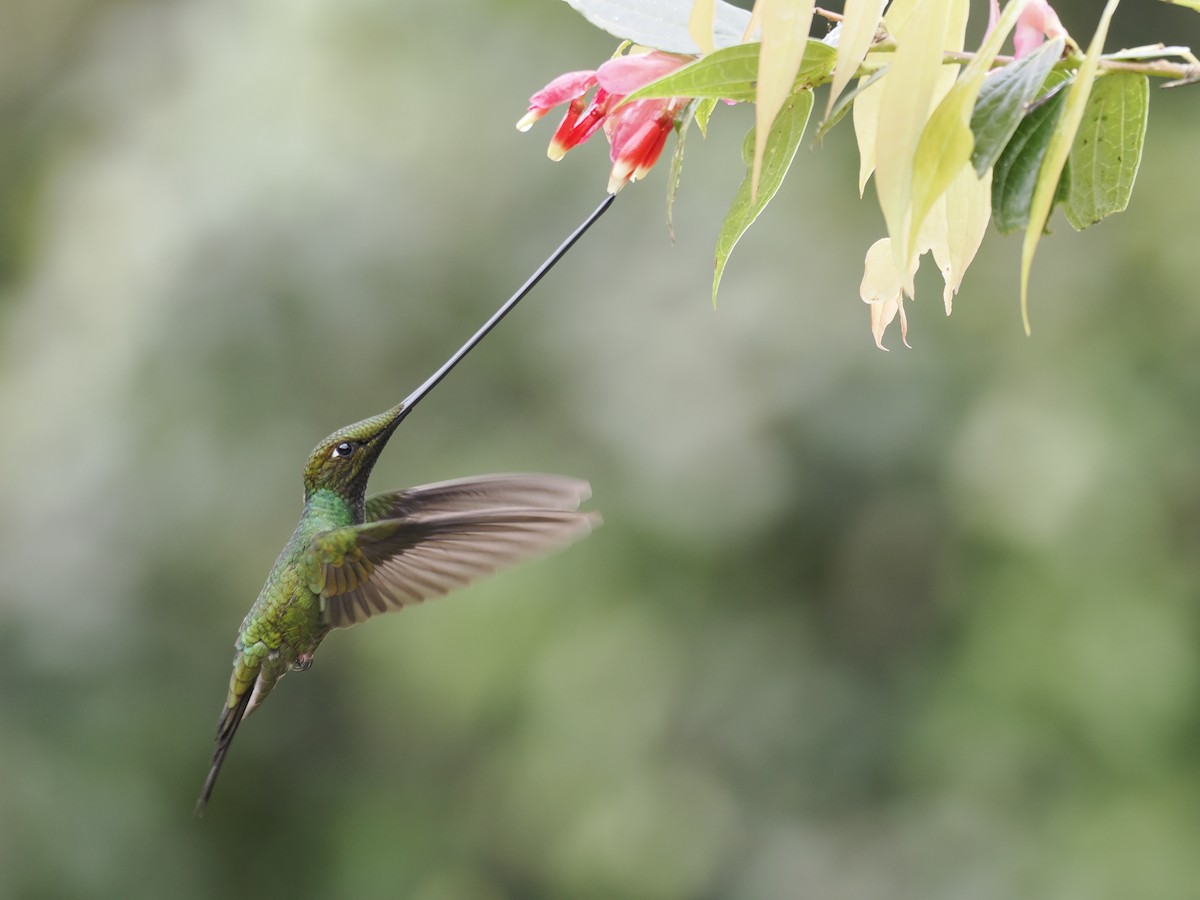Sword-billed Hummingbird - ML614989632