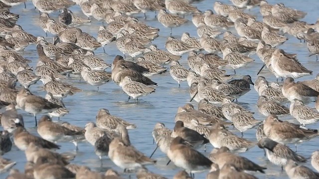 Asian Dowitcher - ML614989687