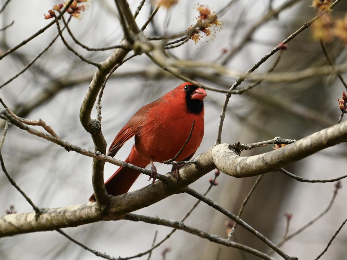 Northern Cardinal - William Woody