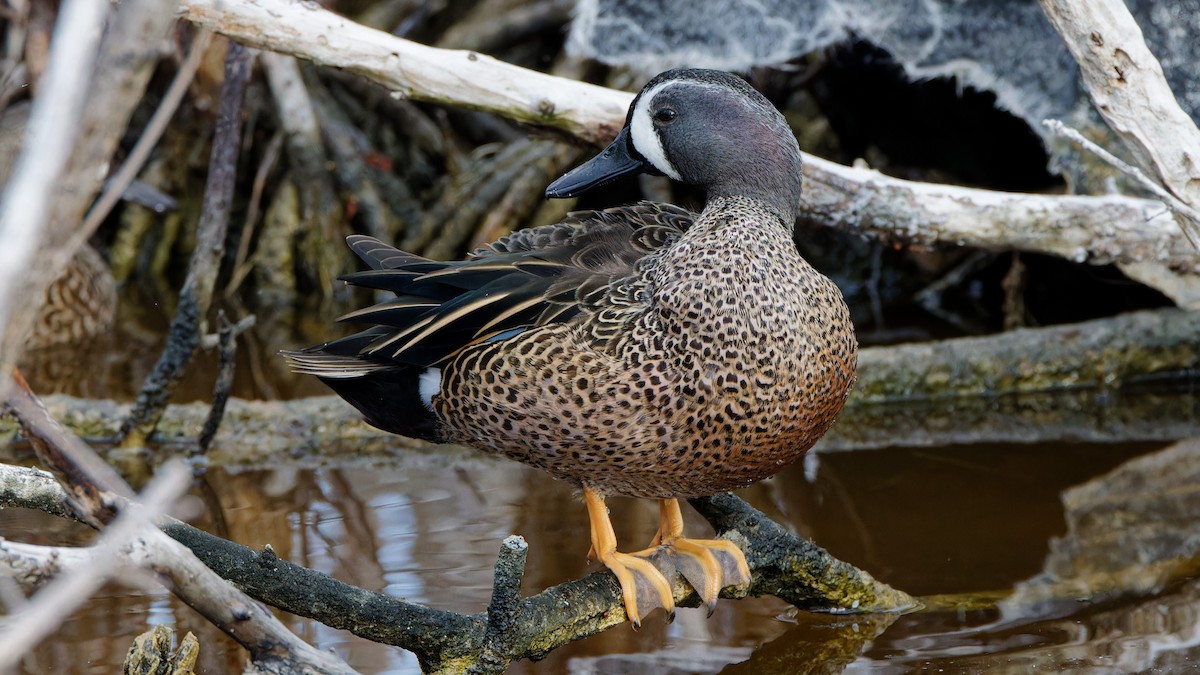 Blue-winged Teal - ML614989823