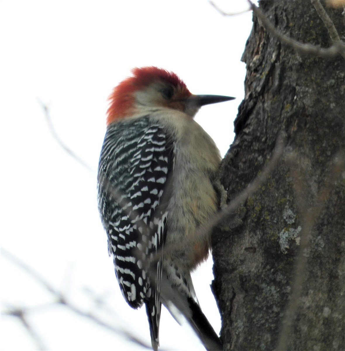 Red-bellied Woodpecker - ML614989871