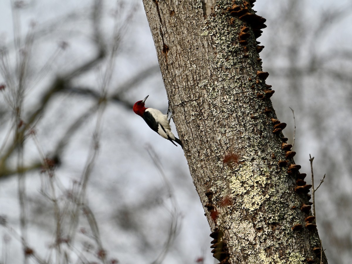 Red-headed Woodpecker - William Woody