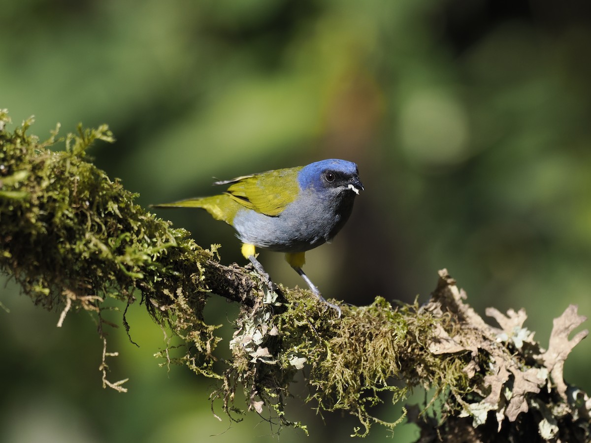 Blue-capped Tanager - ML614989947