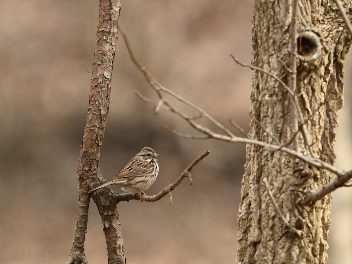 Song Sparrow - William Woody
