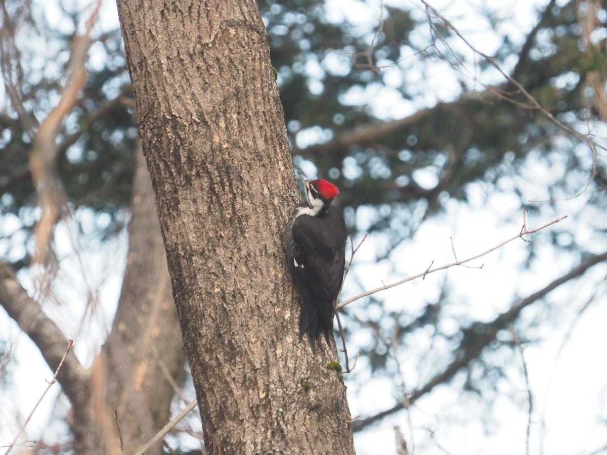 Pileated Woodpecker - Bill Bunn