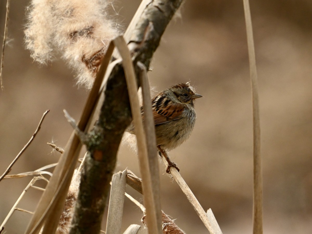 Swamp Sparrow - ML614990021